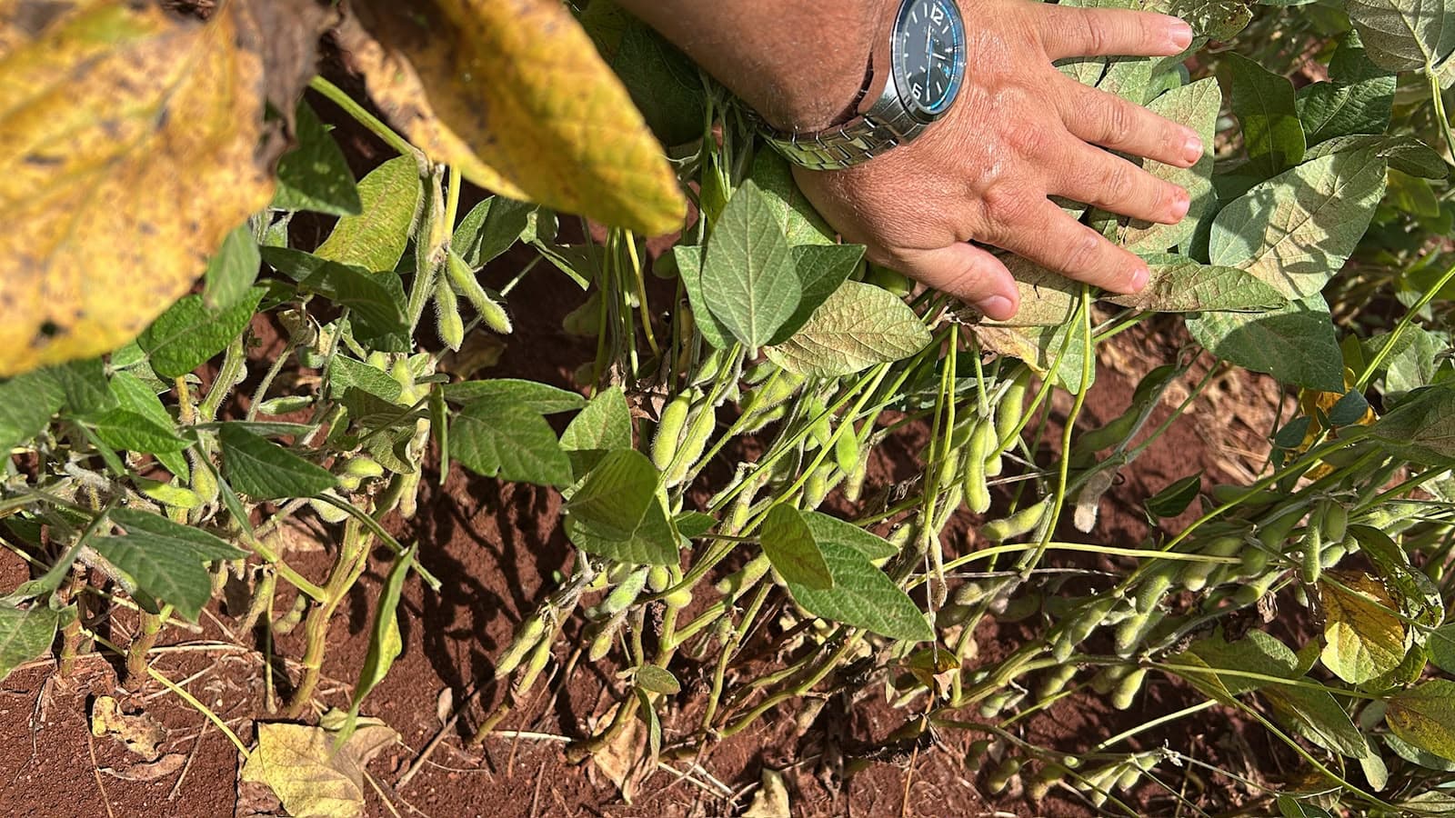 Técnico agrícola da Agro no Coração em atendimento no campo